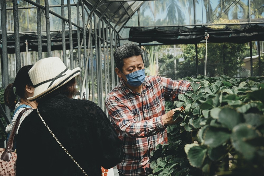 屏東內埔可以採草莓? 仙子草莓園 網室栽培、有機無毒草莓，一年一度採果樂開跑!