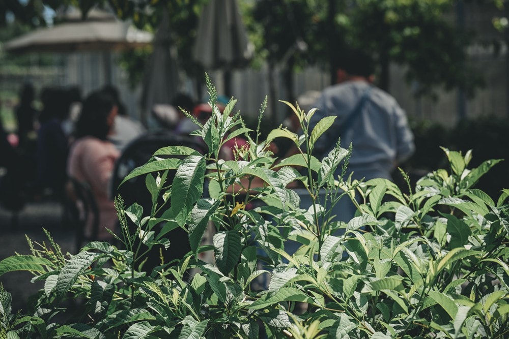屏東內埔可以採草莓? 仙子草莓園 網室栽培、有機無毒草莓，一年一度採果樂開跑!
