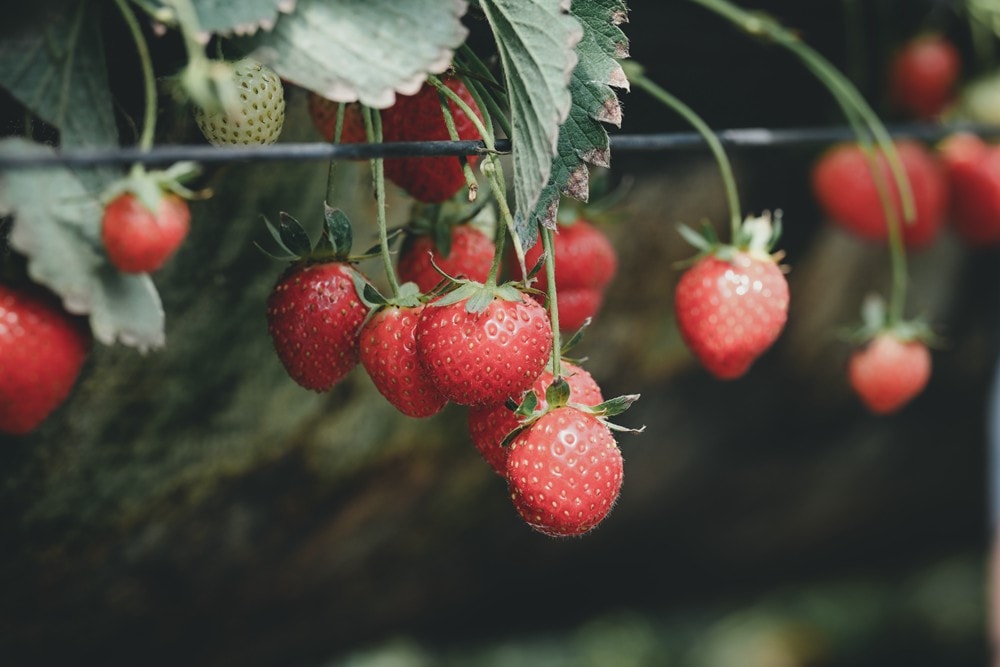 屏東內埔可以採草莓? 仙子草莓園 網室栽培、有機無毒草莓，一年一度採果樂開跑!