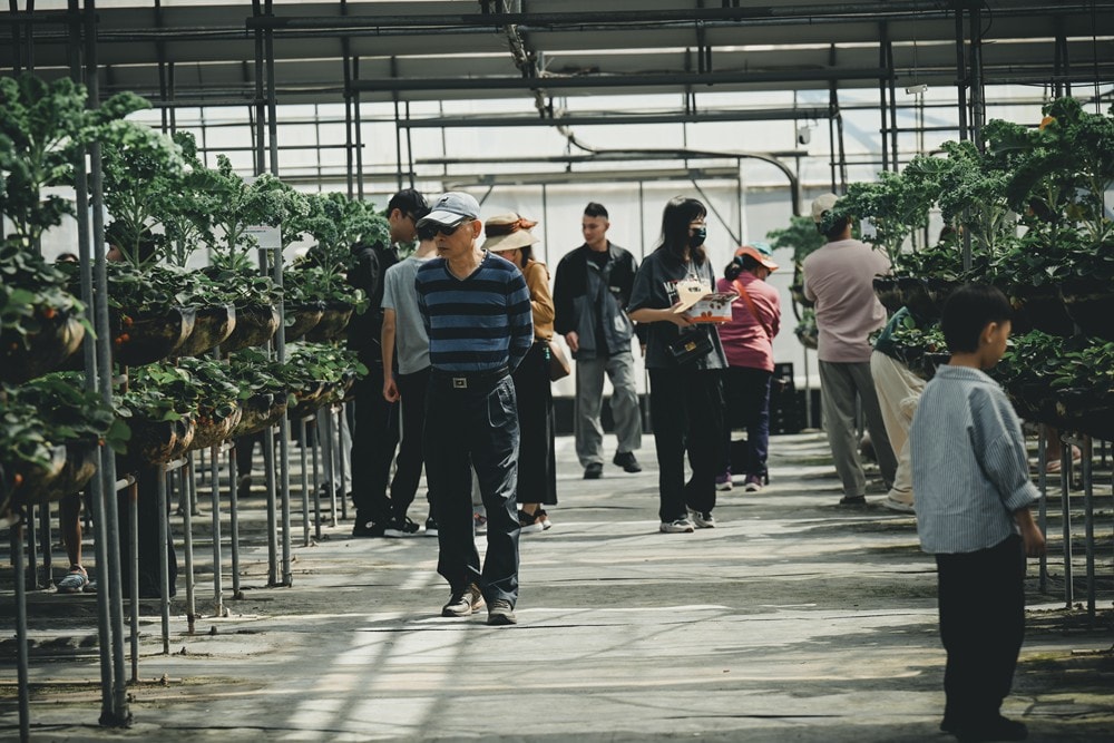 屏東內埔可以採草莓? 仙子草莓園 網室栽培、有機無毒草莓，一年一度採果樂開跑!