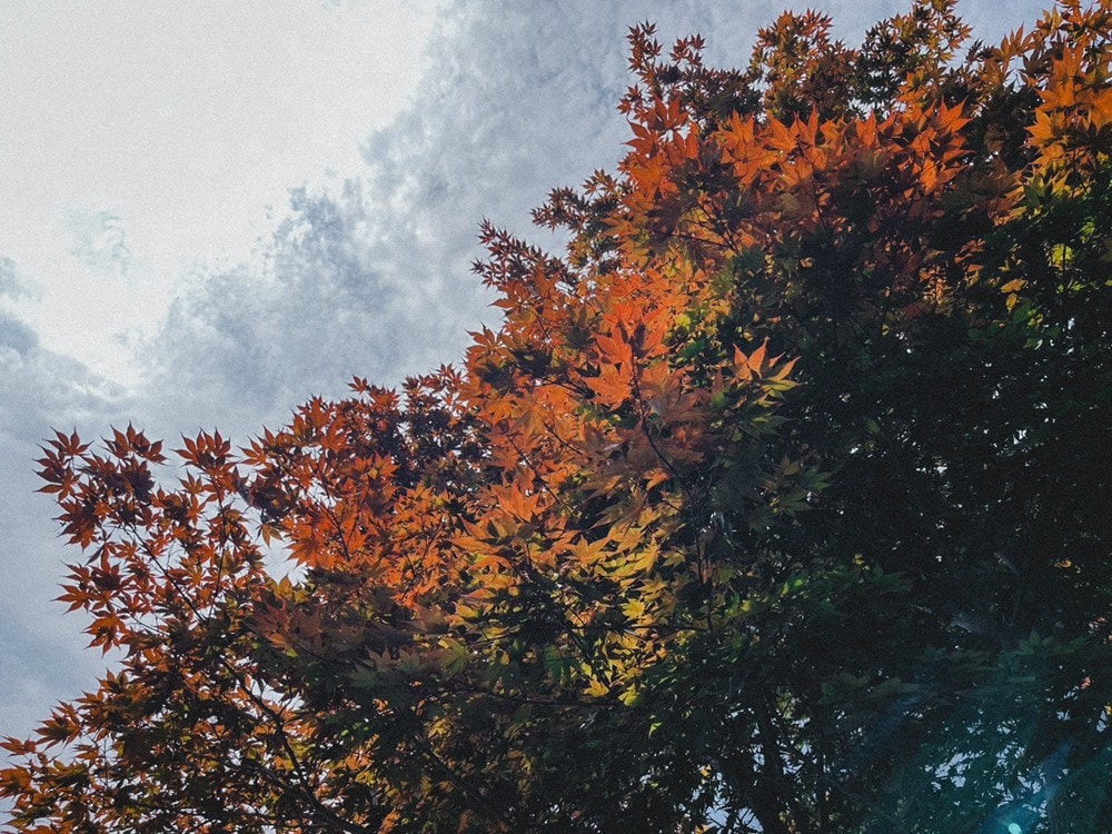 韓國五天四夜自由行,我選擇TAS MOBILE WIFI,讓旅行無後顧之憂,讀者優惠 期間限定! - 第32張圖 韓國五天四夜自由行,我選擇TAS MOBILE WIFI,讓旅行無後顧之憂,讀者優惠 期間限定!