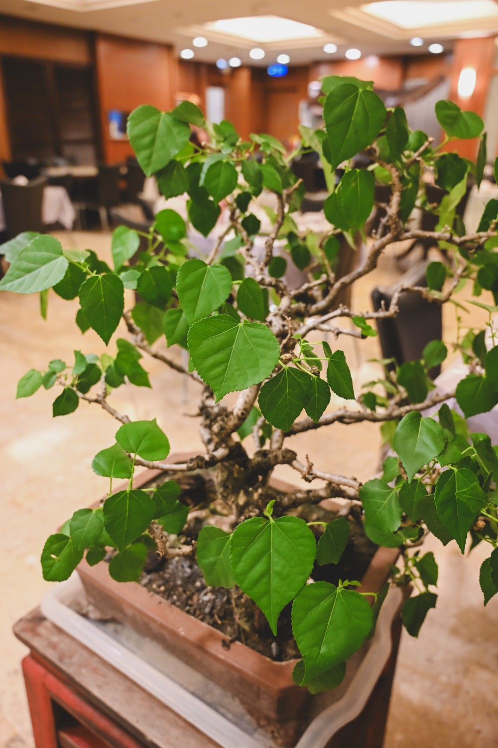 東港&大鵬灣｜冬日小旅行 建議行程，在海口城鎮中，感受東港的人文、海味與自然之美!